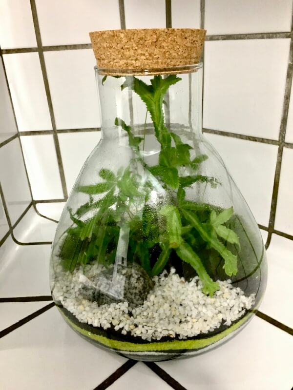 Terrarium Jar poire
