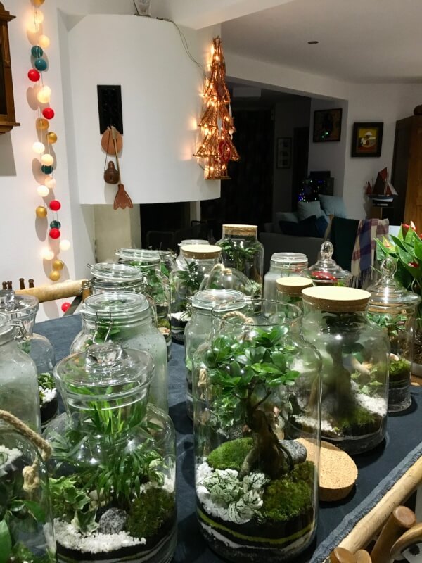 Terrariums disponibles