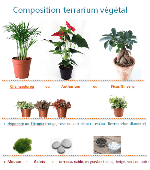 Plantes pour terrarium fermé